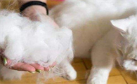 猫一般在几月份掉毛