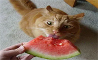 猫咪可以吃什么水果