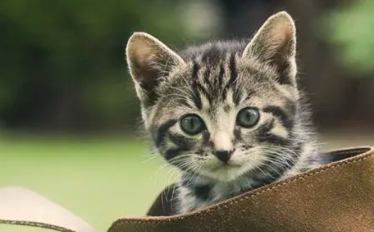 猫身上的跳蚤怎么消灭?铲屎官一定要知道! 猫身上的跳蚤怎么消灭?铲屎官一定要知道!