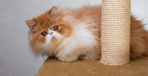 宠物猫拉肚子了怎么办