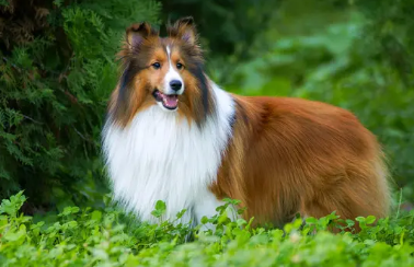 不清楚喜乐蒂犬的毛色?速看这篇文章! 不清楚喜乐蒂犬的毛色?速看这篇文章!