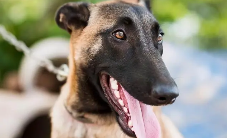 马犬拉肚子吃什么药效果好 马犬拉肚子吃什么药效果好