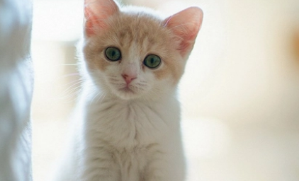 猫咪趾间炎会传染吗