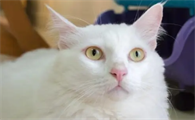 猫咪怀孕初期症状
