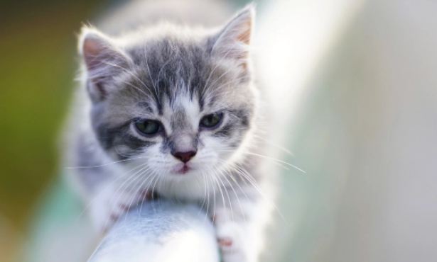 猫咪身上有蜱虫怎么取下来