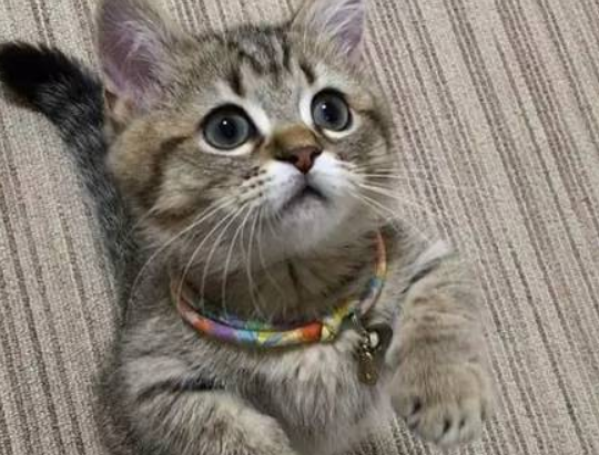 肖战的猫坚果，原来是这个品种！