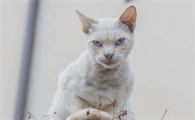 小猫拉稀用什么药效果最好