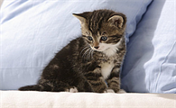 猫吐出来像粘痰似的东西怎么回事