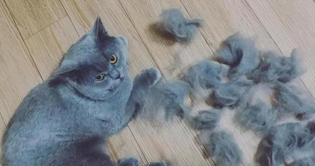 猫咪六月份掉毛是正常的吗