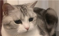 猫屎偏绿色是什么原因引起的