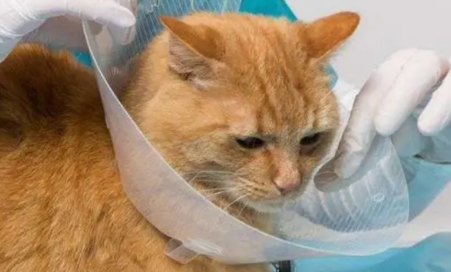 母猫绝育手术费用