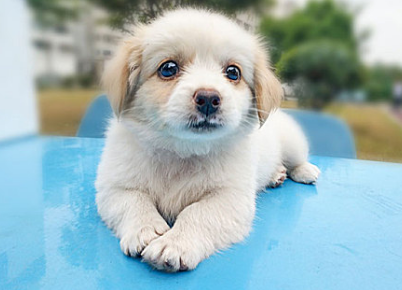 狗生蜱虫怎么办严重吗