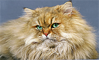 小猫多大才可以吃猫粮
