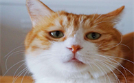 两三个月的小猫肛门突出怎么办