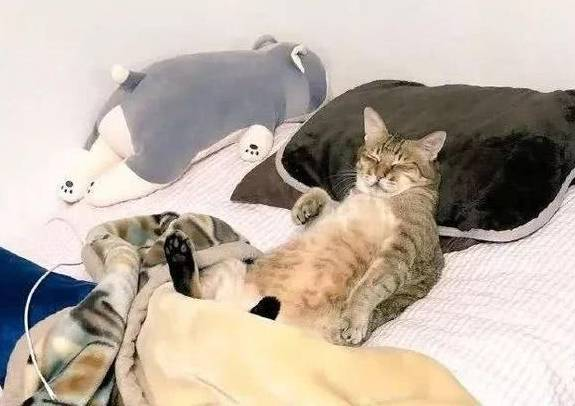 猫咪霸占主人大床,被叫醒后还想打人 猫咪霸占主人大床,被叫醒后还想打人