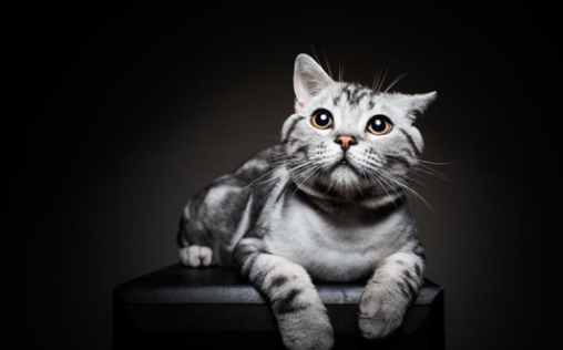 美短猫流眼泪是怎么回事 美短猫流眼泪是怎么回事
