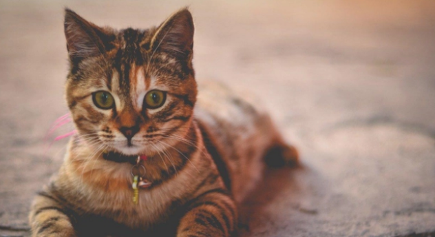 猫可以吃胡萝卜吗 猫可以吃胡萝卜吗