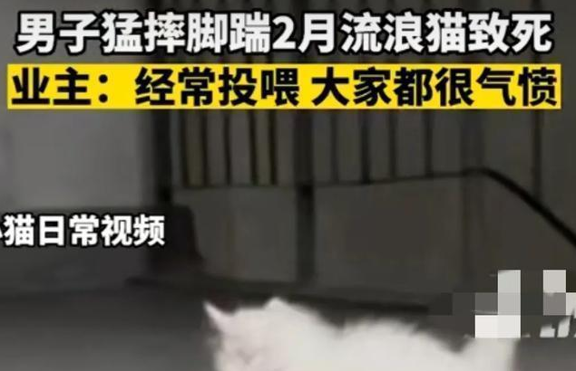 男子脚踹两个月的流浪猫致死,监控下的甩猫行为令人气愤 男子脚踹两个月的流浪猫致死,监控下的甩猫行为令人气愤