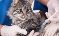 一岁的猫没打过疫苗怎么打狂犬疫苗