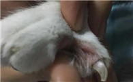 猫脚趾肿的很大,怎么办啊