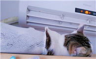 猫咪在房间空调开多少度最好