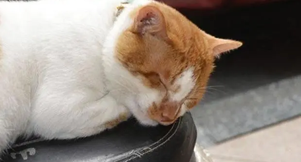 猫咪中毒症状有哪些 猫咪中毒症状有哪些