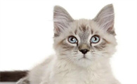 猫不拉屎不拉尿怎么办肚子涨涨的