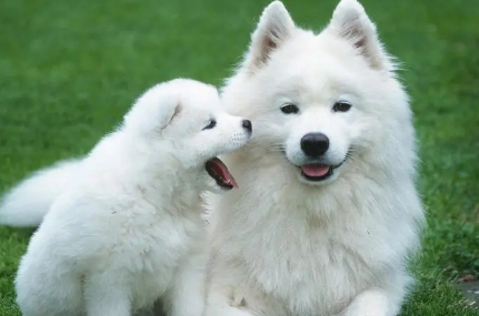 哪种犬适合选美?我来告诉你! 哪种犬适合选美?我来告诉你!