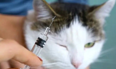 猫打完妙三多发烧可以吃退烧药吗 猫打完妙三多发烧可以吃退烧药吗