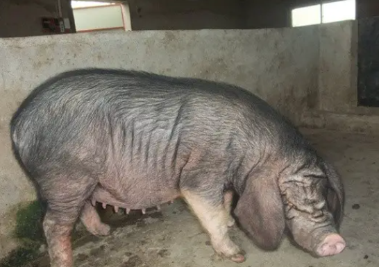 太湖母猪不吃食?这些方法可以帮你 太湖母猪不吃食?这些方法可以帮你
