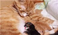 猫生不出来崽子怎么办,应该怎么做