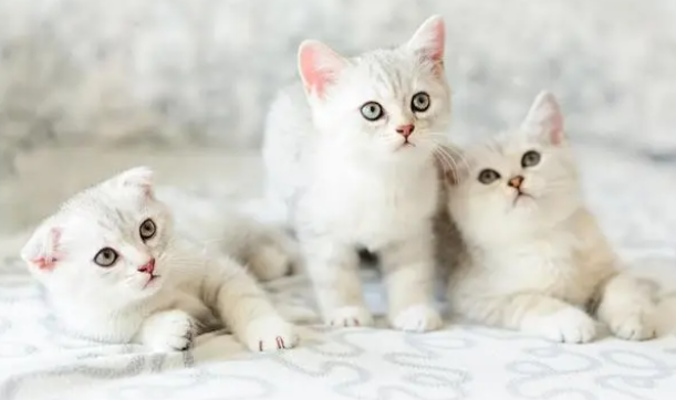 猫咪食欲不振掉毛严重怎么办