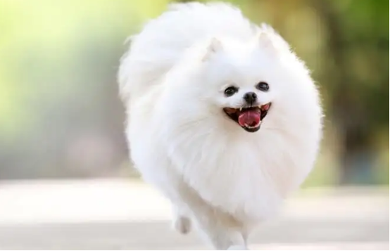 比熊犬和博美的区别,感兴趣的朋友可以了解一下~ 比熊犬和博美的区别,感兴趣的朋友可以了解一下~