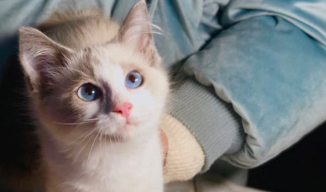 养布偶猫十大禁忌
