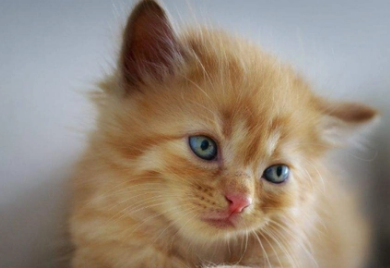 猫咪呼吸的时候有鼻塞的声音怎么回事 猫咪呼吸的时候有鼻塞的声音怎么回事