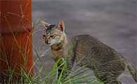 小猫肛门突出是正常吗