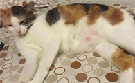 猫到了新环境一直踩奶怎么回事