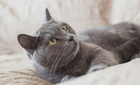 猫咪肠胃炎怎么治 猫咪肠胃炎怎么治