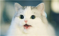 全价猫粮是什么意思