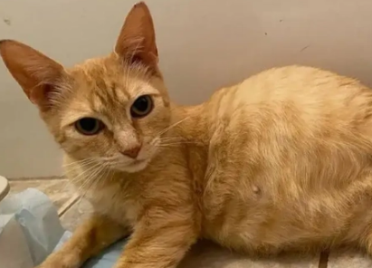 猫咪怀孕了肚子会硬吗
