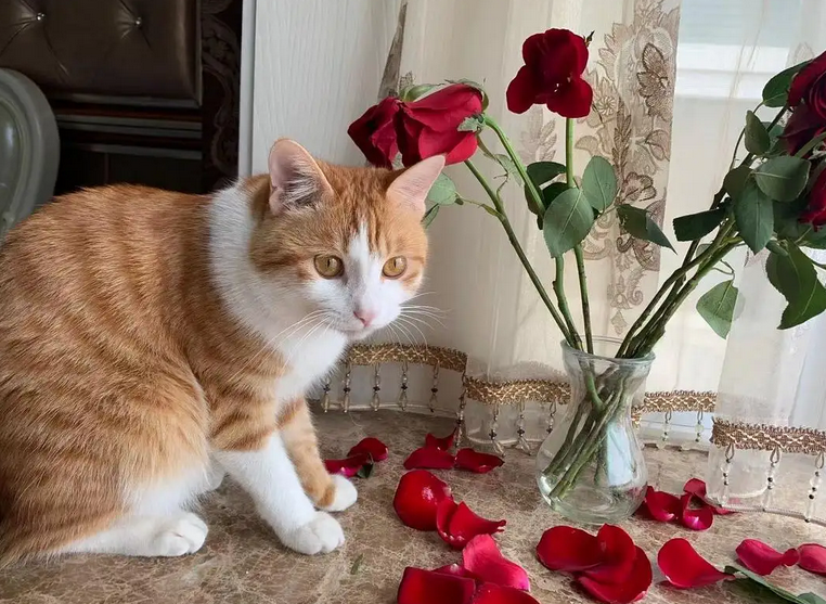猫对玫瑰花会过敏吗?怎么解决? 猫对玫瑰花会过敏吗?怎么解决?