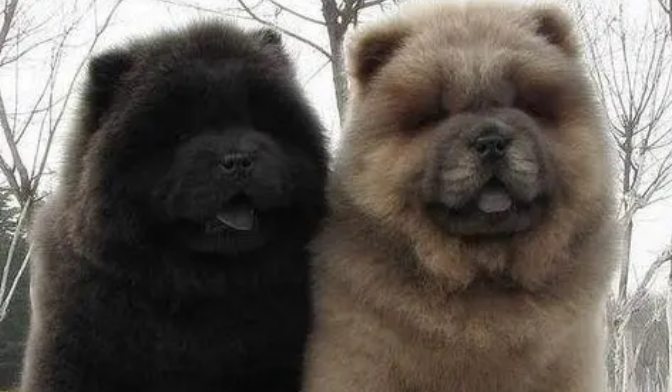 松狮犬多少钱一只黑色和白色