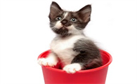 100元以下适合学生养的猫