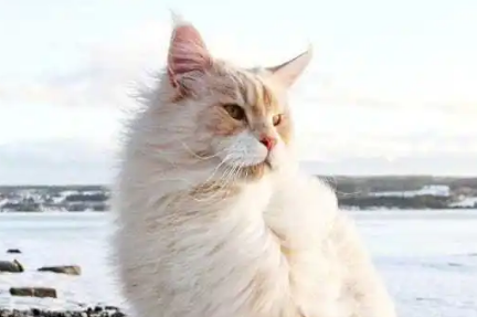 猫身上挤出白色油脂是什么 猫身上挤出白色油脂是什么