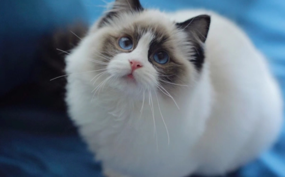 猫鼻子是湿的代表什么原因 猫鼻子是湿的代表什么原因