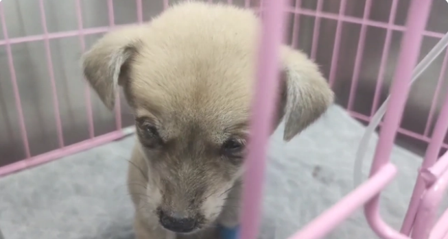 犬瘟、细小加冠状,仅两个月的流浪小奶狗被救助后,默默流着眼泪 犬瘟、细小加冠状,仅两个月的流浪小奶狗被救助后,默默流着眼泪