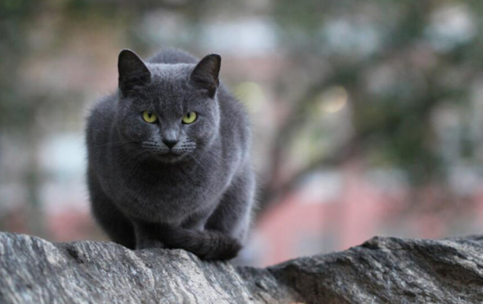 银渐层跟蓝猫会生出什么样子的小猫？