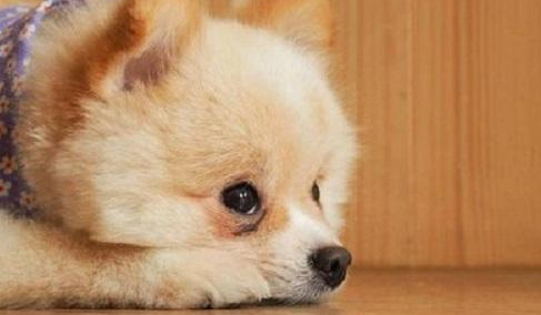 狗狗口炎用什么药效果好呢
