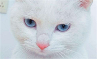 猫绝育后护理吃什么好