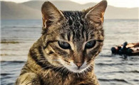 猫咪可以吃生肉吗